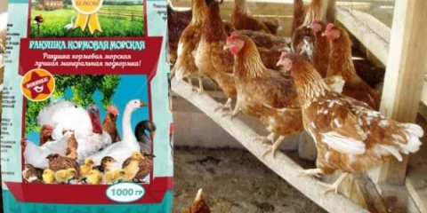 Školjka za piliće - kako dati školjku za ptice i neslice